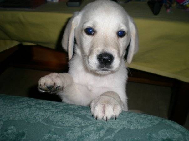 Denza - Labrador Retriever (4 ans)