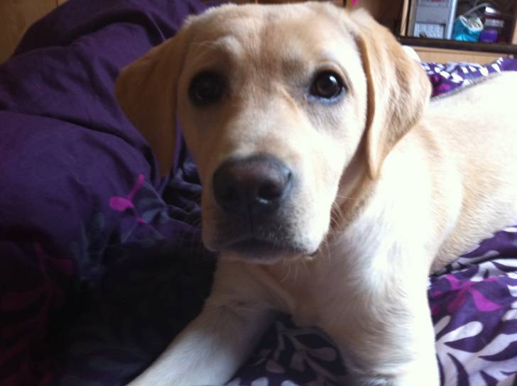 Luna - Labrador Retriever (1 an)