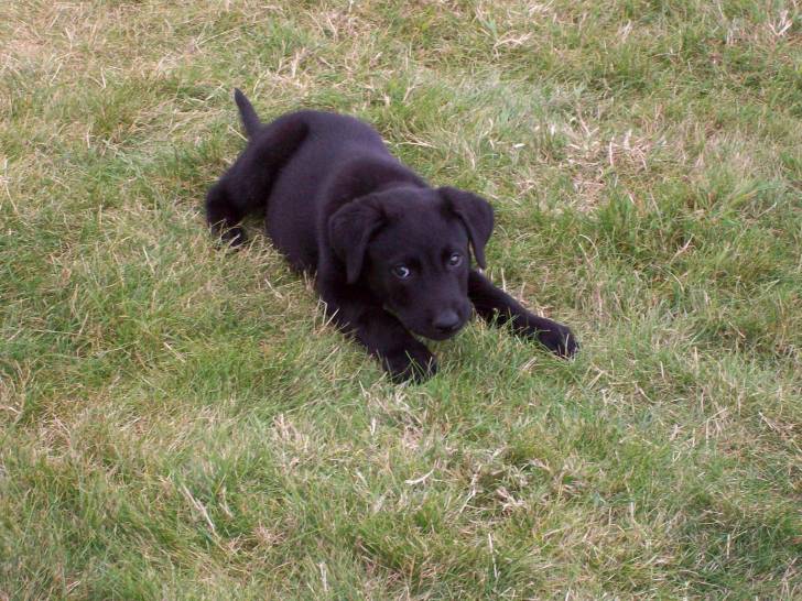 Newton - Labrador Retriever Mâle (6 mois)