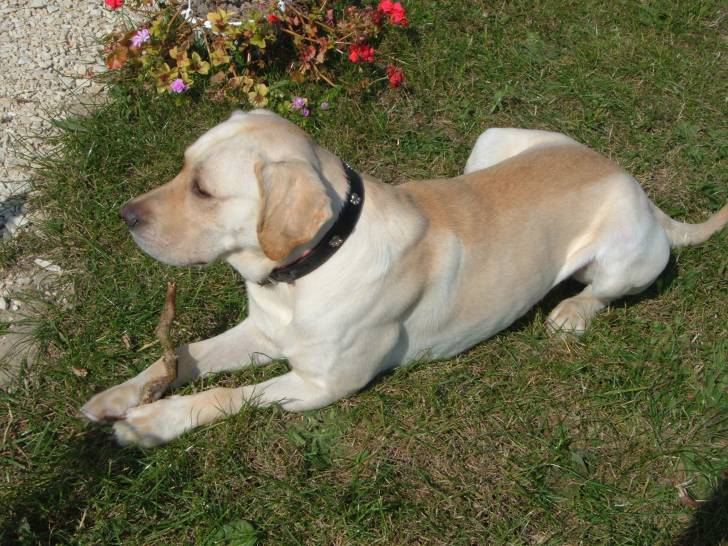 annibal - Labrador Retriever Mâle (3 ans)