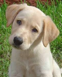 coco - Labrador Retriever Mâle (7 mois)
