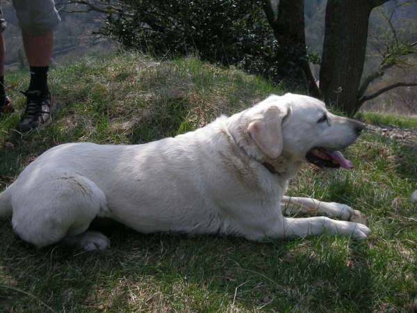 Loulou - Labrador Retriever Mâle (13 ans)