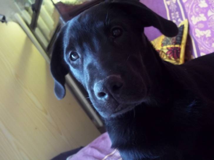 nikita - Labrador Retriever (5 mois)