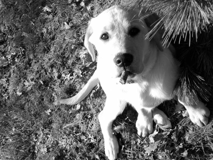 Bounty - Labrador Retriever Mâle (6 mois)