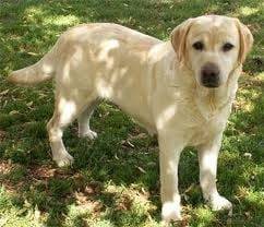 Flora - Labrador Retriever (2 ans)