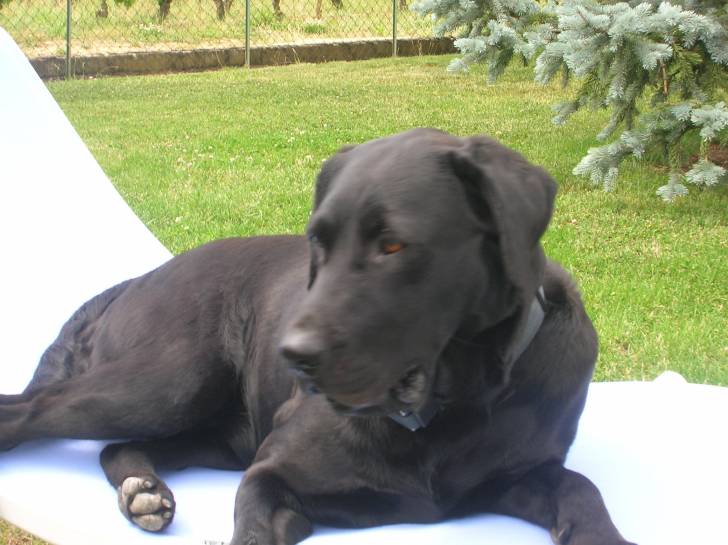 altesse - Labrador Retriever (4 ans)