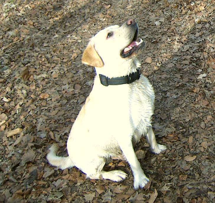 balou - Labrador Retriever Mâle (5 ans)