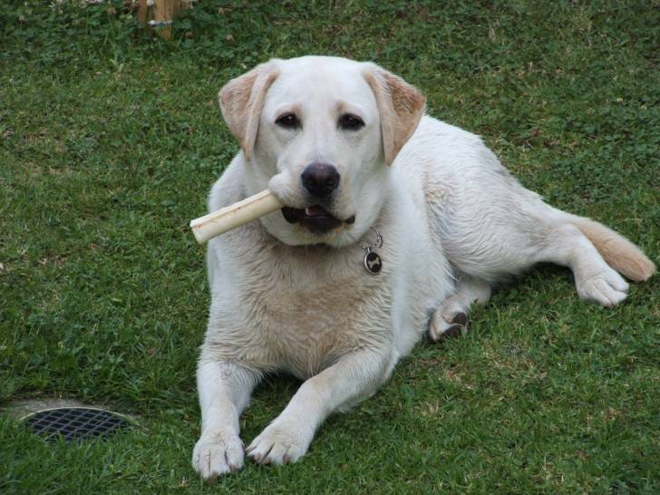 Buster - Labrador Retriever Mâle (2 ans)