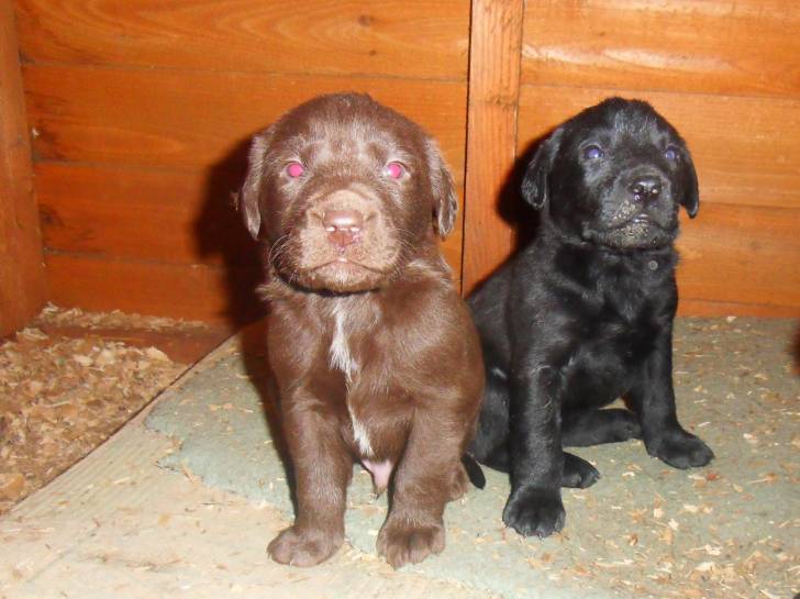 piliy - Labrador Retriever Mâle (8 mois)