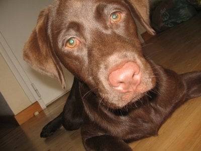 caline - Labrador Retriever (4 ans)