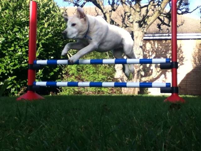 sandie jumps - Labrador Retriever (8 ans)