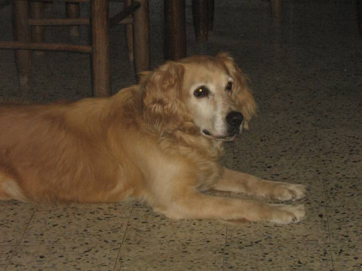 simba - Labrador Retriever Mâle (13 ans)