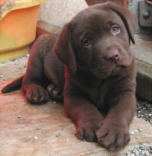 Esmalte - Labrador Retriever Mâle (6 mois)