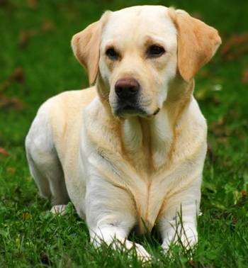 Maxii - Labrador Retriever Mâle (1 an)