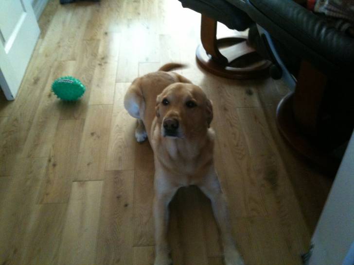 Sunny - Labrador Retriever Mâle (6 ans)