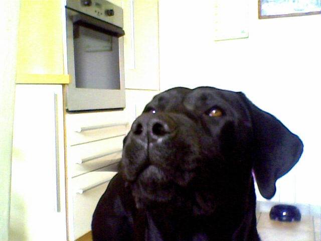 Pluto - Labrador Retriever Mâle (2 ans)