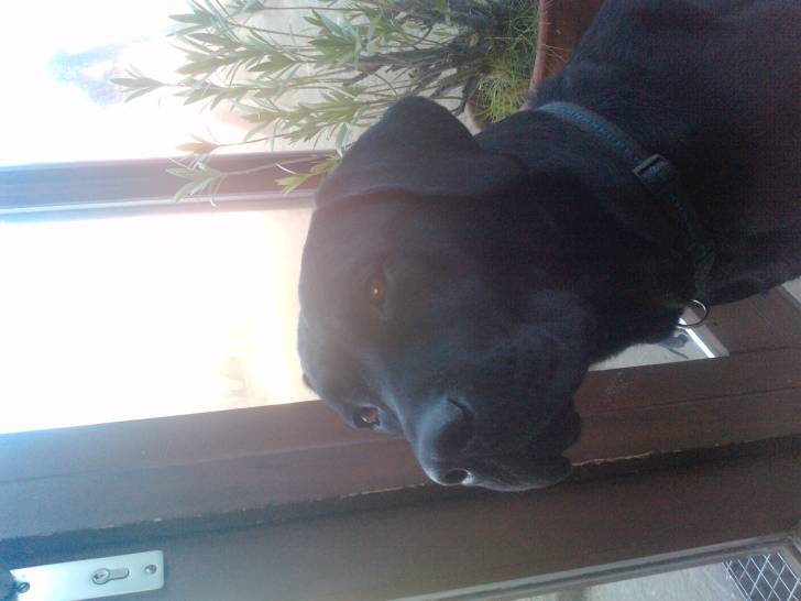 Pluto 2 - Labrador Retriever Mâle (2 ans)