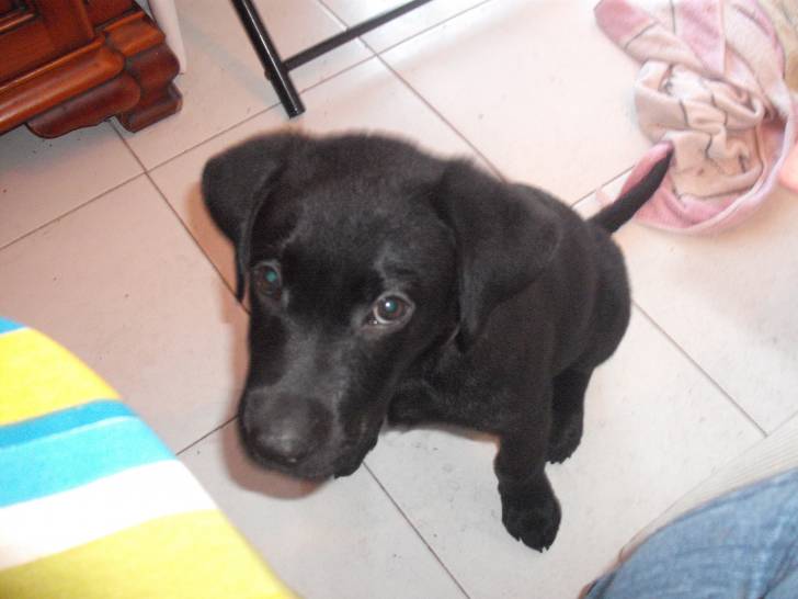 Sirius - Labrador Retriever Mâle (2 ans)