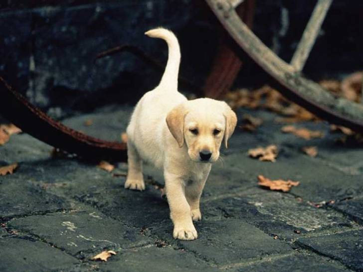 Lilou - Labrador Retriever (4 mois)