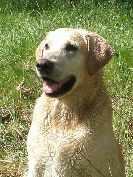 sky - Labrador Retriever Mâle (11 ans)