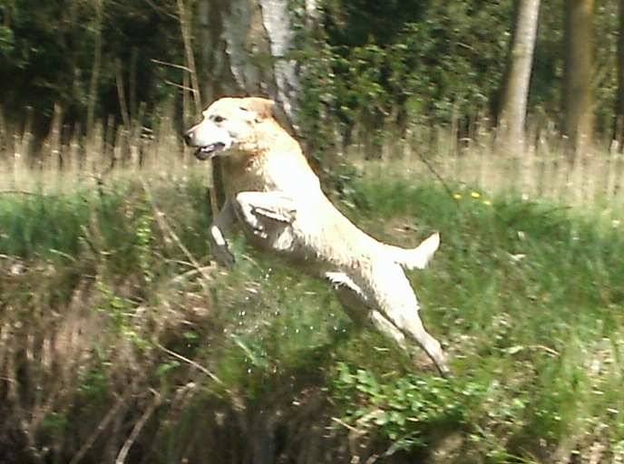 sky - Labrador Retriever Mâle (11 ans)