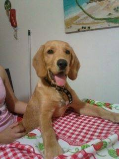Chester - Labrador Retriever Mâle (1 an)