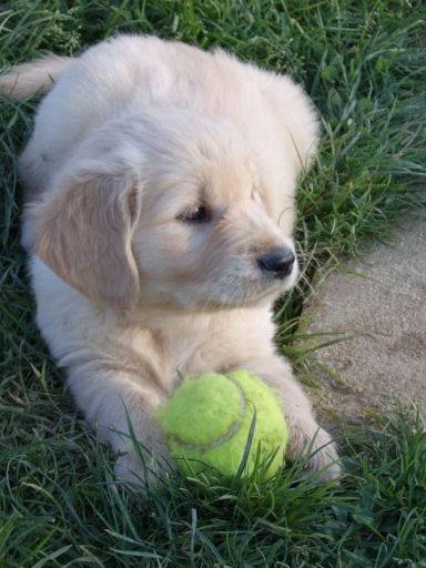 Croquette - Labrador Retriever (2 mois)
