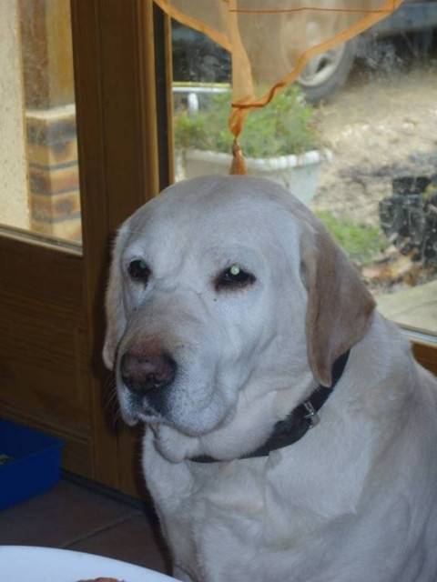 Oasis - Labrador Retriever (11 ans)