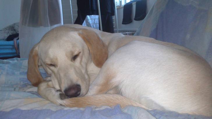lulu - Labrador Retriever (1 an)