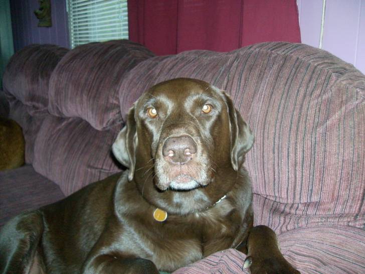Moka - Labrador Retriever (7 ans)