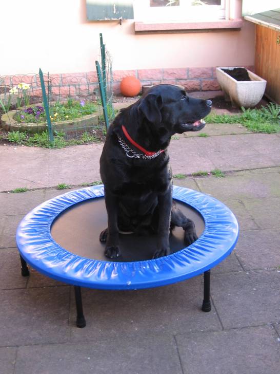 Sam - Labrador Retriever Mâle (7 ans)