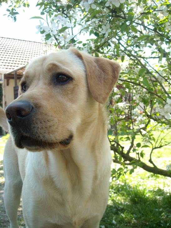 Chester - Labrador Retriever Mâle (3 ans)