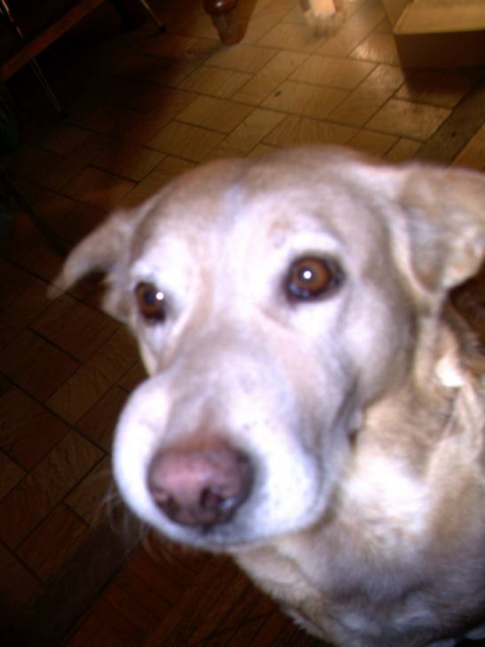 zora - Labrador Retriever (11 ans)