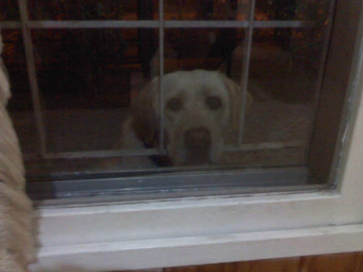 Mia - Labrador Retriever (5 ans)