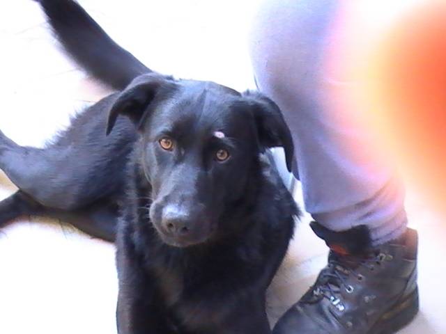 titou - Labrador Retriever Mâle (2 ans)
