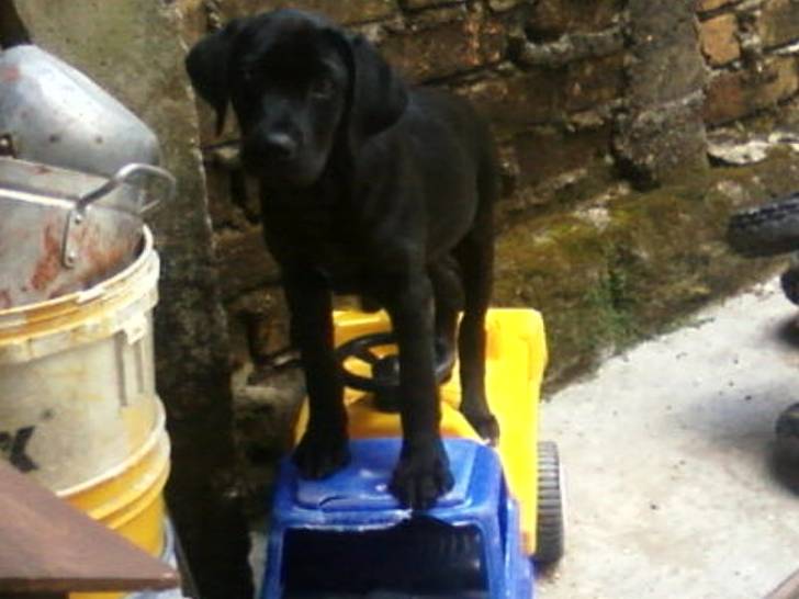 Max - Labrador Retriever Mâle (5 mois)