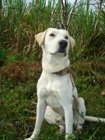 simon - Labrador Retriever Mâle (4 ans)