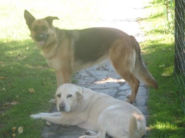 Pataud (Blanc) et Vilka - Labrador Retriever (7 ans)