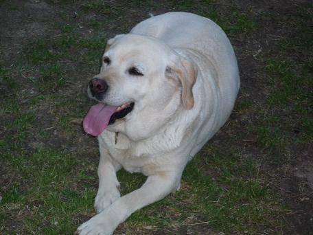 Tina - Labrador Retriever (7 ans)