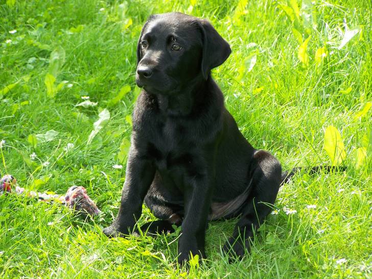 Duncan - Labrador Retriever Mâle (5 ans)
