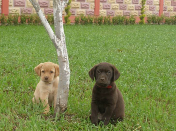 draco y yaco - Labrador Retriever Mâle (3 mois)