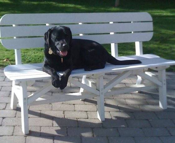 Tootsie - Labrador Retriever (4 ans)