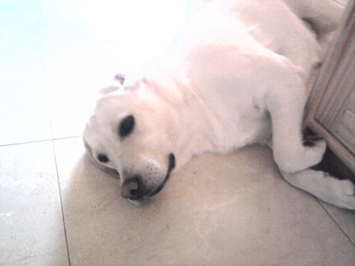 Flaps - Labrador Retriever (2 ans)