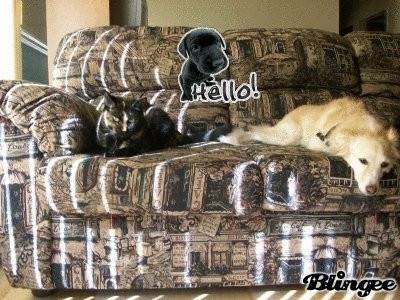 Engy - Labrador Retriever (4 mois)