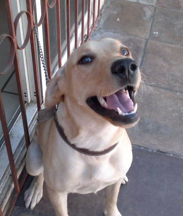 buchanas - Labrador Retriever Mâle (1 an)
