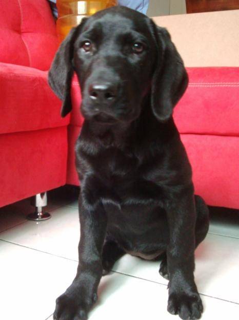 pancha - Labrador Retriever (5 mois)
