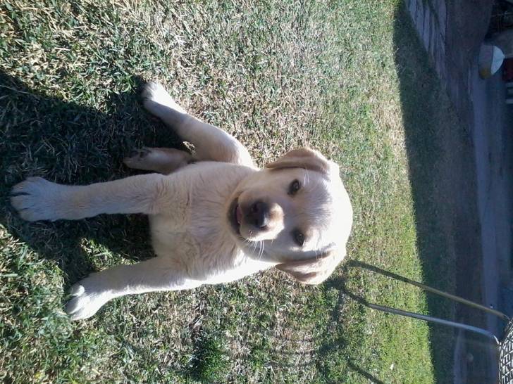 picha - Labrador Retriever (2 mois)
