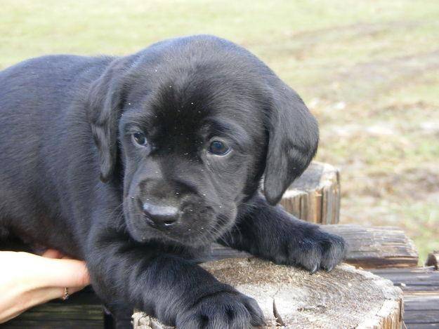 Lucy - Labrador Retriever (1 mois)