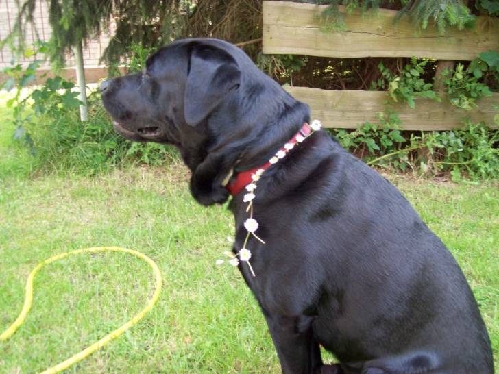 Kopernikus - Labrador Retriever Mâle (4 ans)