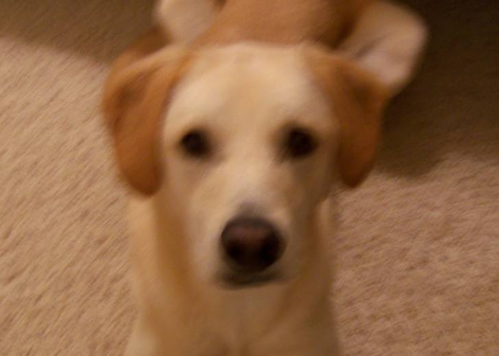 Lady - Labrador Retriever (4 ans)